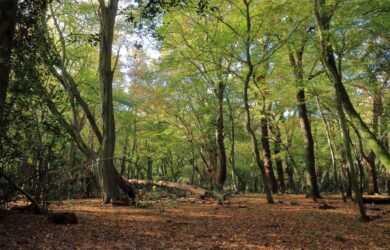 Epping Forest