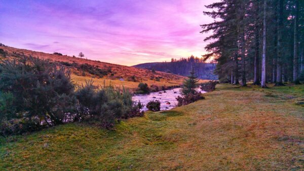 Dartmoor Forest