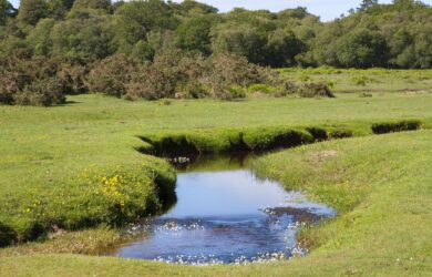 New Forest